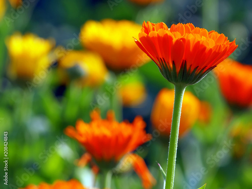 calendula officinalis