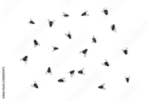 Photographie many dead flies isolated on white background