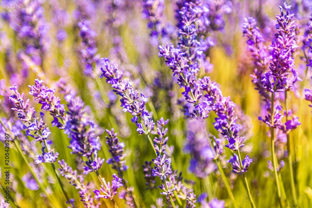Champ de lavande dans le sud de la France
Champ de lavande dans le sud de la France