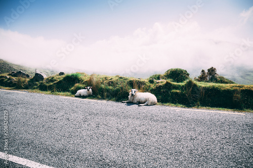 Sheep at the scenic road to Conor Pass in county Kerry, Ireland photo