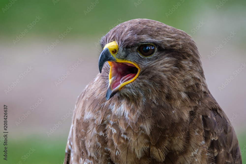 Obraz premium Reed my lips..... and listen what I am saying.. Common Buzzard, bird of prey, portrait shot in the woods in Hilvarenbeek, the Netherlands