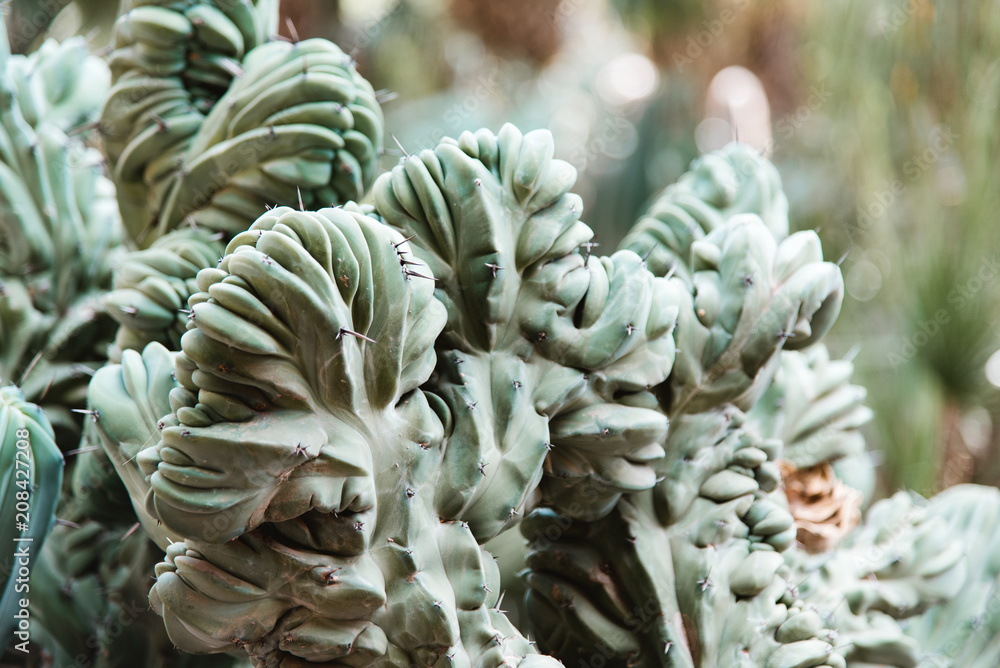 Close up of Cactus in Marrakech, Morocco Close up of Cactus in Marrakech, Morocco
