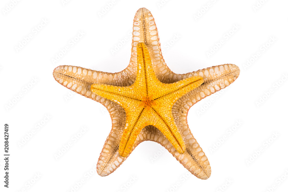 a yellow starfish on a white isolated background a yellow starfish on a white isolated background