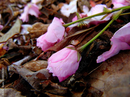 Close up of pink cherry blossom petals laying on a ground full of bark