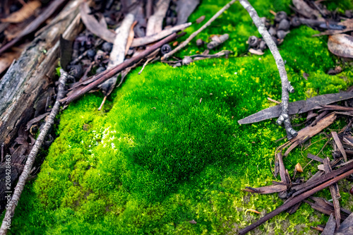 Moss in the forest with the light of dawn, green with plants and branches around with the dew in the morning