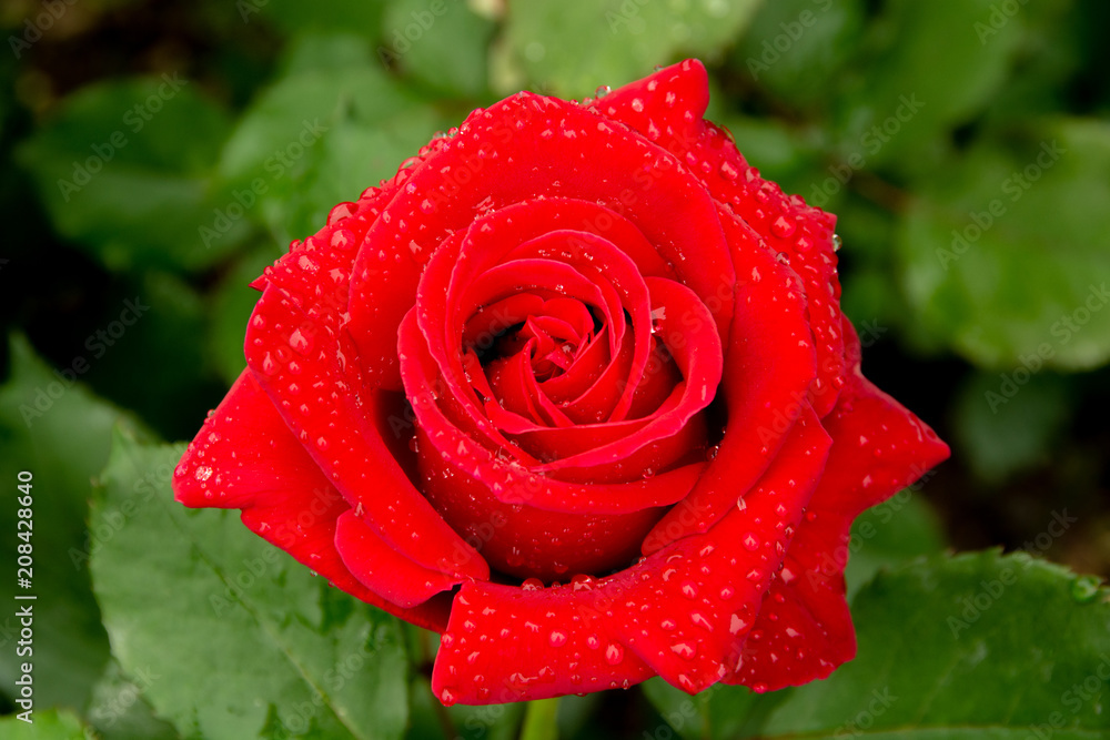 Veterans' Honor Rose/A soft and delicate red Veterans' Honor Rose on a warm  summer day. Stock Photo | Adobe Stock