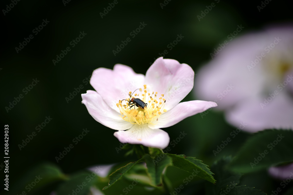 Weichkäfer auf der Hagebuttenblüte / Die Nahaufnahme eines Weichkäfers in den Pollen einer Hagebuttenblüte. Weichkäfer auf der Hagebuttenblüte / Die Nahaufnahme eines Weichkäfers in den Pollen einer Hagebuttenblüte.