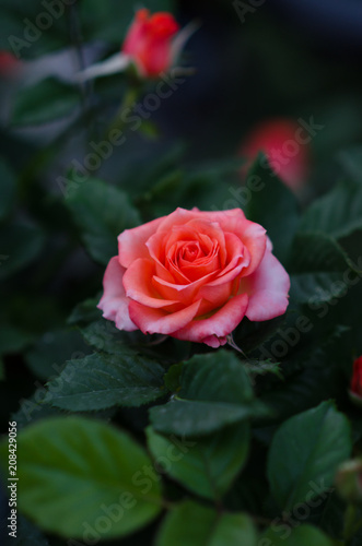 Cream rose on the rose brush