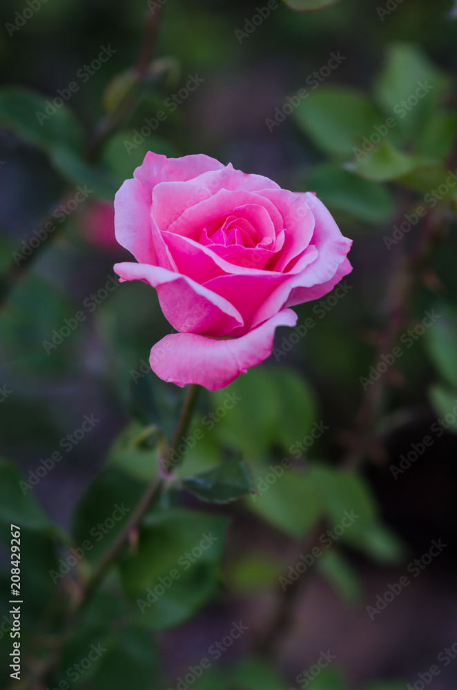 Pink rose is blooming in the garden Pink rose is blooming in the garden
