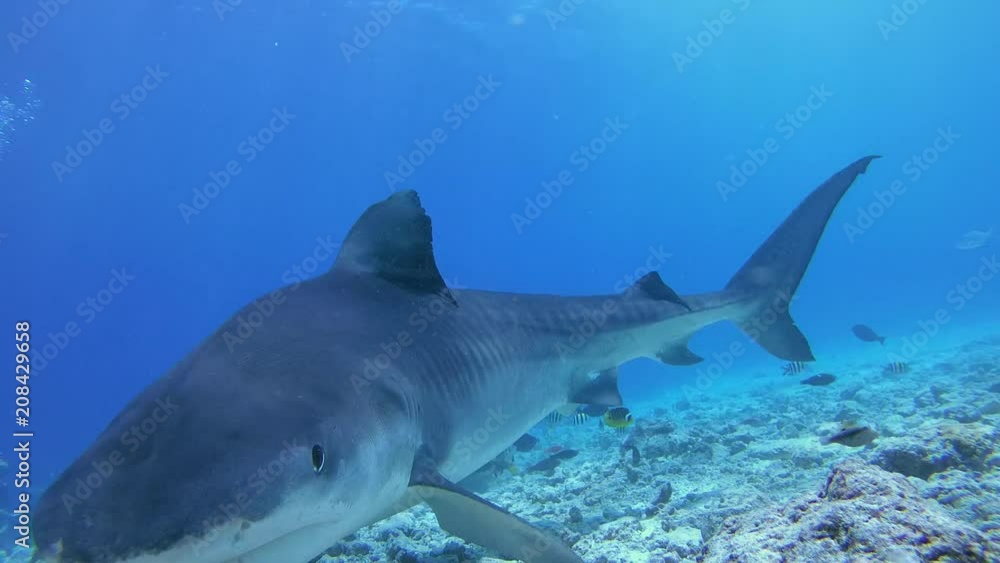 Close-up of the Tiger shark swims over the slope of the reef, Tiger shark - Galeocerdo cuvier. Indian Ocean, Fuvahmulah island, Maldives, Asia Close-up of the Tiger shark swims over the slope of the reef, Tiger shark - Galeocerdo cuvier. Indian Ocean, Fuvahmulah island, Maldives, Asia