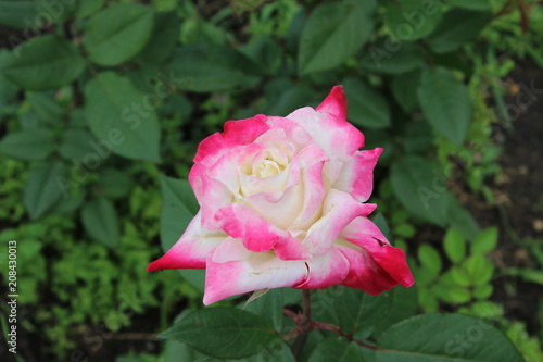 Red-white rose closeup