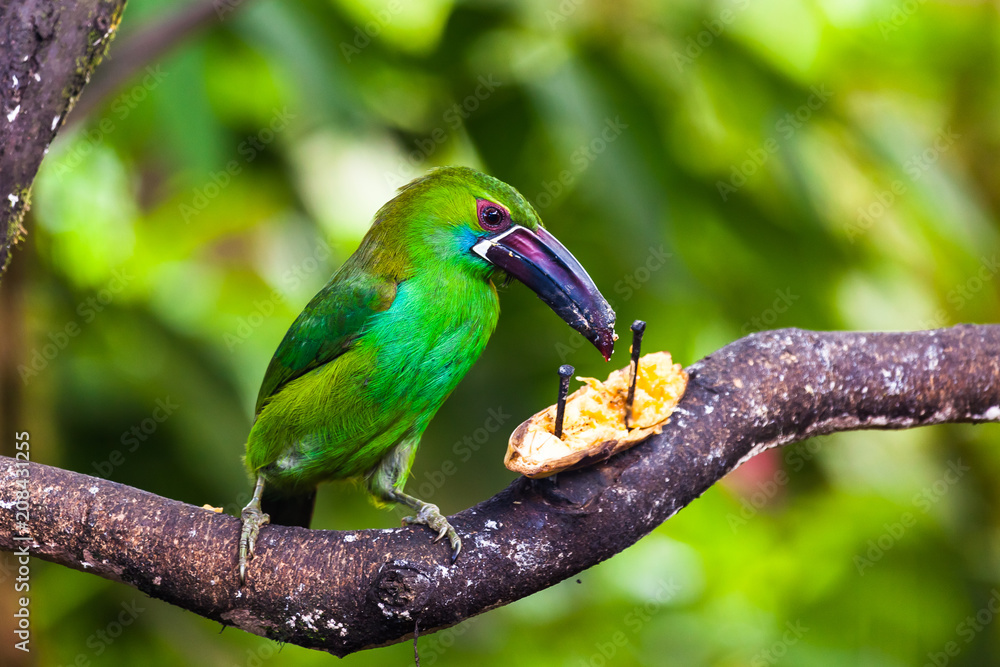 Toucan, with its green plumage