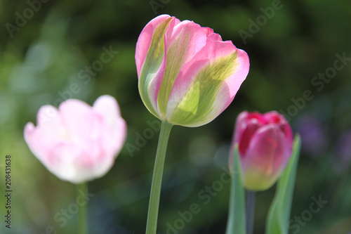 dreierlei Tulpen in zarten Rosat  nen aus dem heimischen Blumenbeet
