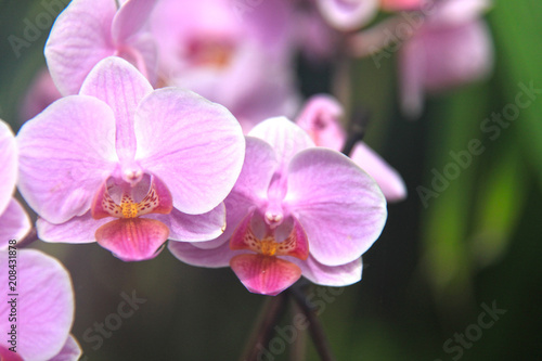 eine rosafarbene Orchidee in tropischer Umgebung