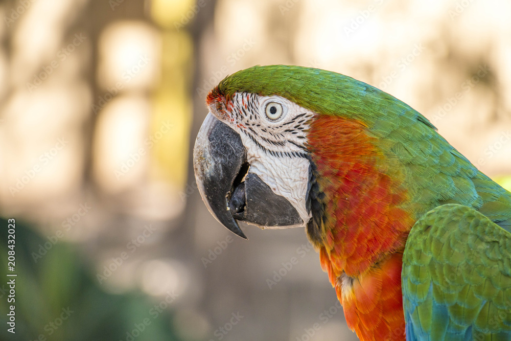Obraz premium Guacamaya