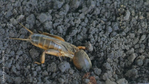 Gryllotalpa Medvedka crawls on the ground. Close-up photo