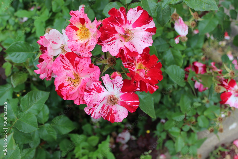 Roses in the garden. This variety of rose is called Hanky Panky. Roses in the garden. This variety of rose is called Hanky Panky.