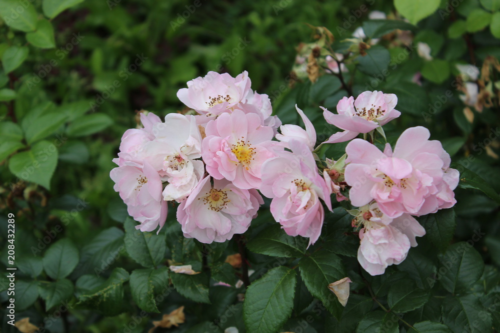 Pale pink roses in the garden Pale pink roses in the garden