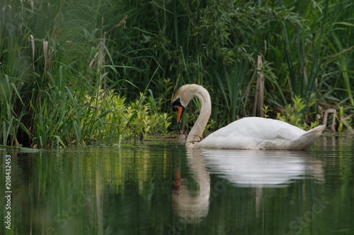 Mute Swan in Grass on Pond