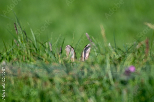 Cute Hiding Rabbit in Scotland in Spring