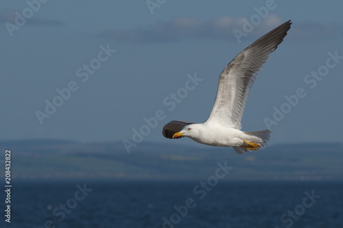 Flying Gull in Scotland