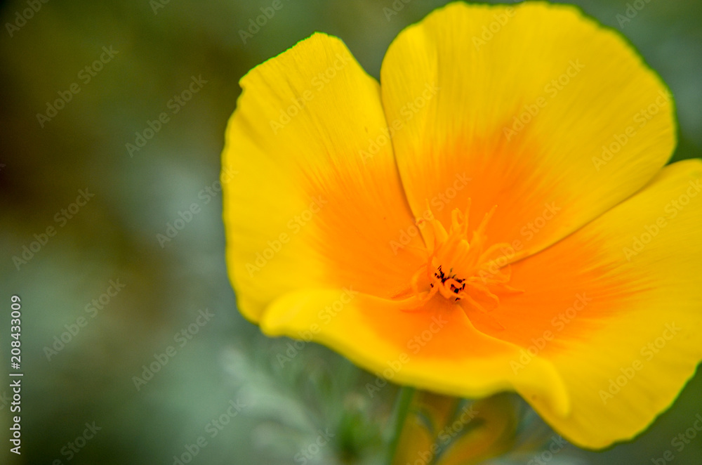 Yellow eschscholzia on the meadow closeup Yellow eschscholzia on the meadow closeup