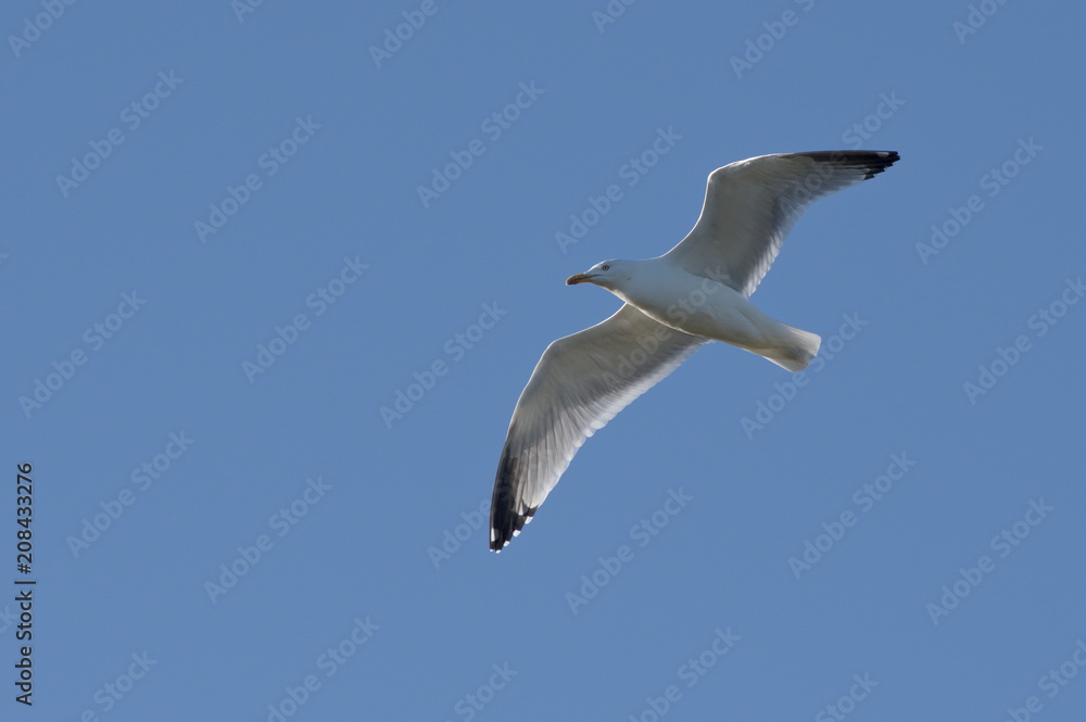 Flying Gull in Scotland