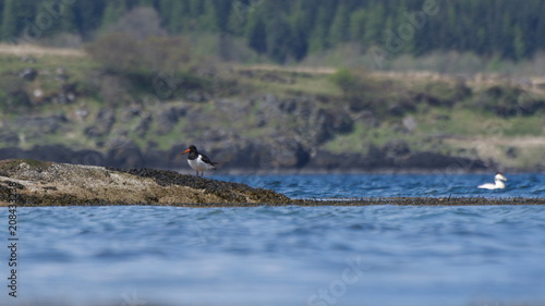 Bild auf Leinwand Seascape with Oystercatcher Sitting on Rock