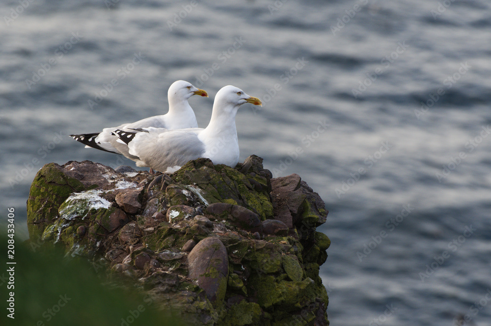 Gulls Couple Sitting on a Cliff, Scotland Gulls Couple Sitting on a Cliff, Scotland