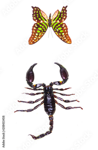 black scorpion and butterfly on a white background