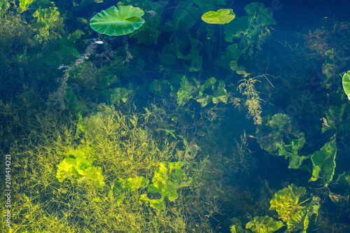 Fototapeta Naklejka Na Ścianę i Meble -  Olgin pond in Peterhof. Underwater vegetation, illuminated by the Sun.