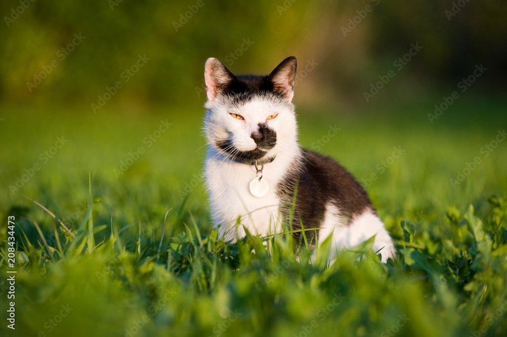 Schwarzweiße Hauskatze sitzt in einer Wiese