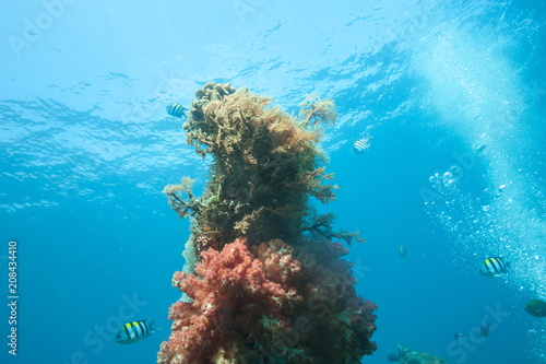 Underwater Coral Reef Tower with Ocean Background