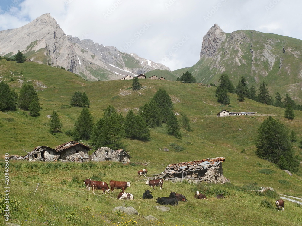 Alpy, Włochy, Tour du Mont Blanc, po drodze ze schroniska Rif. Frassati do La Salle - krowy i zabudowania na zielonych zboczach na tle gór - obrazy, fototapety, plakaty 