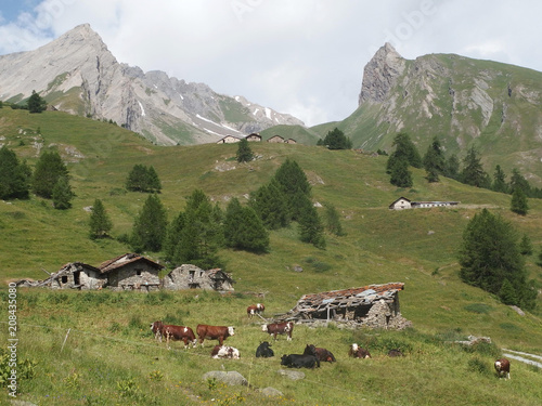 Alpy, Włochy, Tour du Mont Blanc, po drodze ze schroniska Rif. Frassati do La Salle - krowy i zabudowania na zielonych zboczach na tle gór