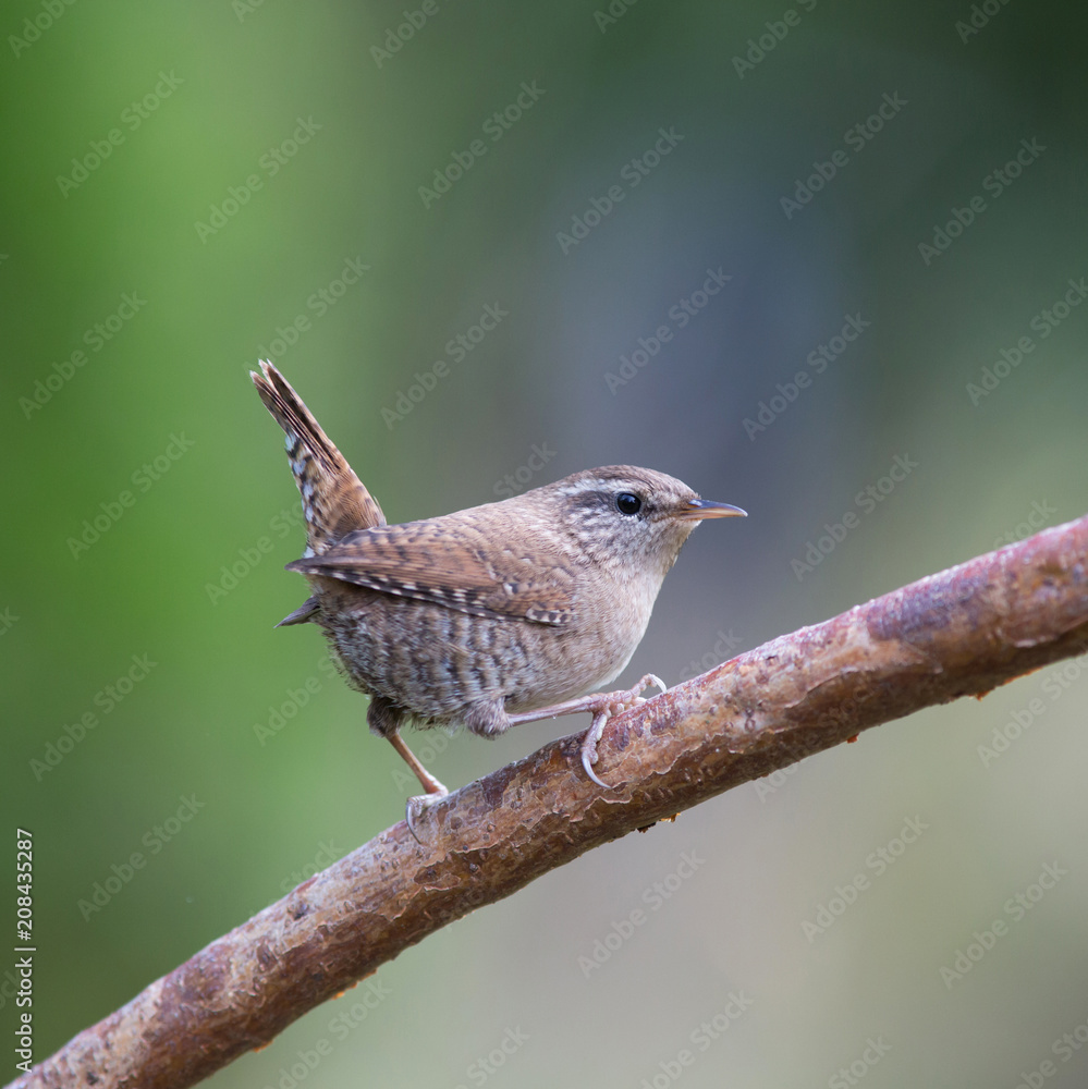 Eurasian wren Eurasian wren