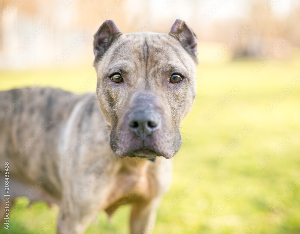 A brindle Presa Canario mixed breed dog with cropped ears
