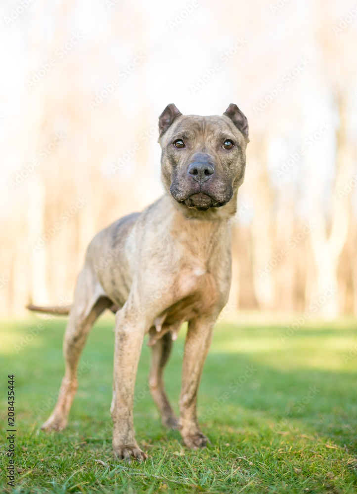 defekt kommando shabby A brindle Presa Canario mixed breed dog with cropped ears Stock-foto |  Adobe Stock