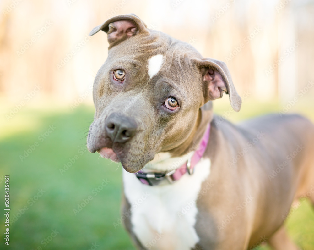 A gray and white Pit Bull Terrier mixed breed dog listening with a head tilt