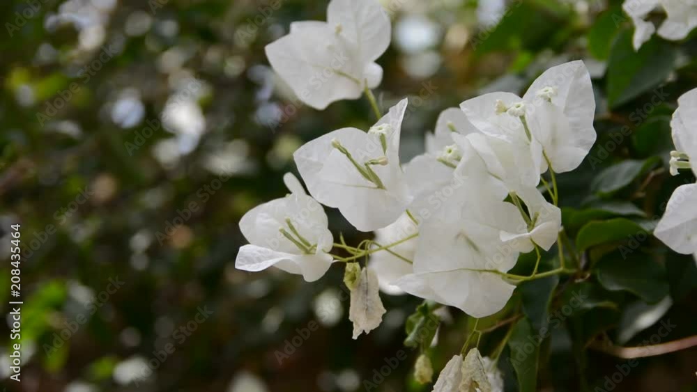 Bunch of white bougainvilleas Bunch of white bougainvilleas