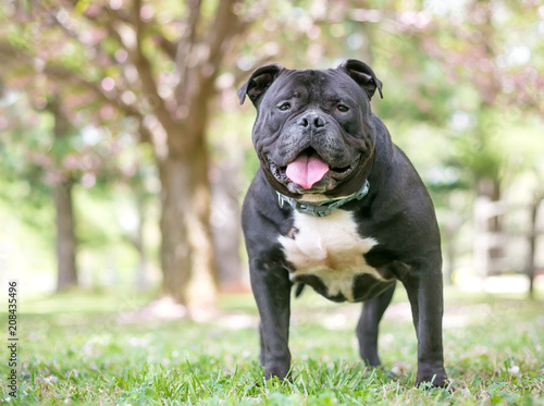 A Staffordshire Bull Terrier dog with a happy expression photo
