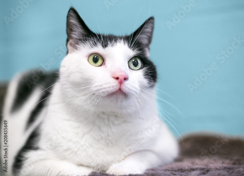 A black and white domestic shorthair cat resting on a blanket