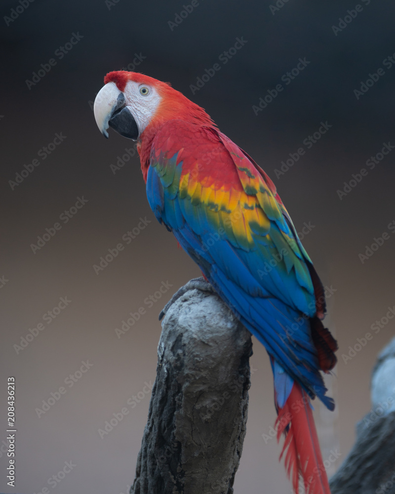 Obraz premium Animal