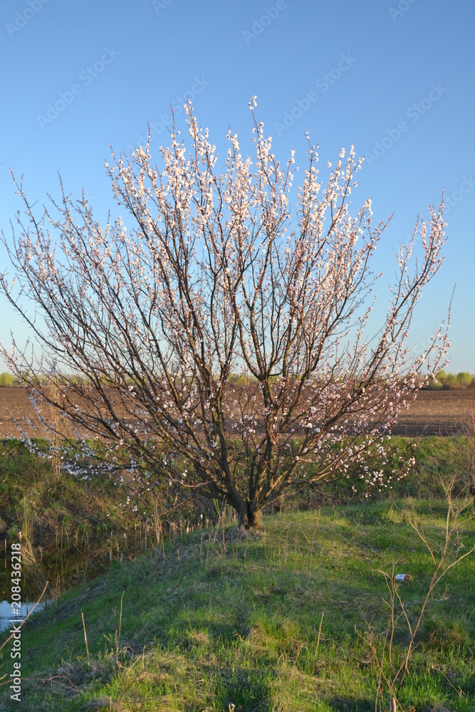 tree tree