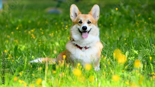 Beautiful corgi dog, sitting on a green lawn looking at camera