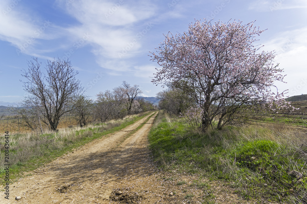 Flowering almond trees on the sides of a country road. Crimea. Flowering almond trees on the sides of a country road. Crimea.