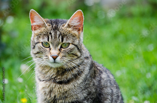 The cat walks in the fresh air