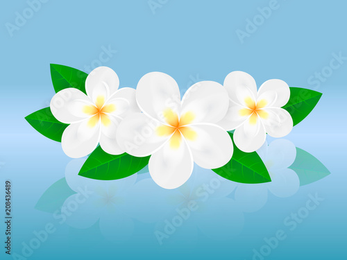 Three plumeria flowers with reflection. Vector illustration