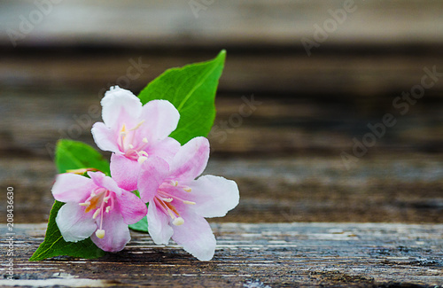 Pink flowers veigela on a branch with leaves growing photo