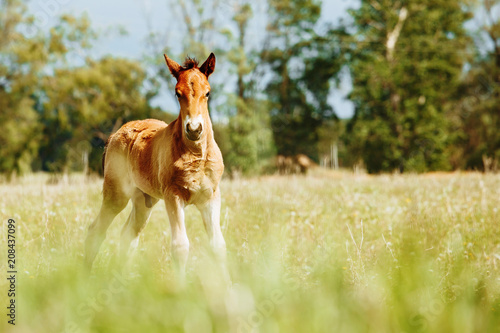 The picture shows a small foal,a field,grass,sky.Foal grazing in the meadow. © matilda553